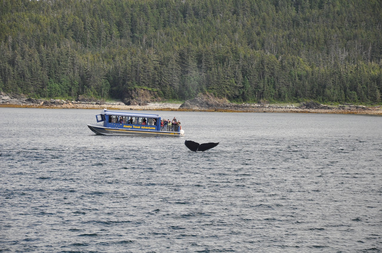 whale watching alaska whale free photo