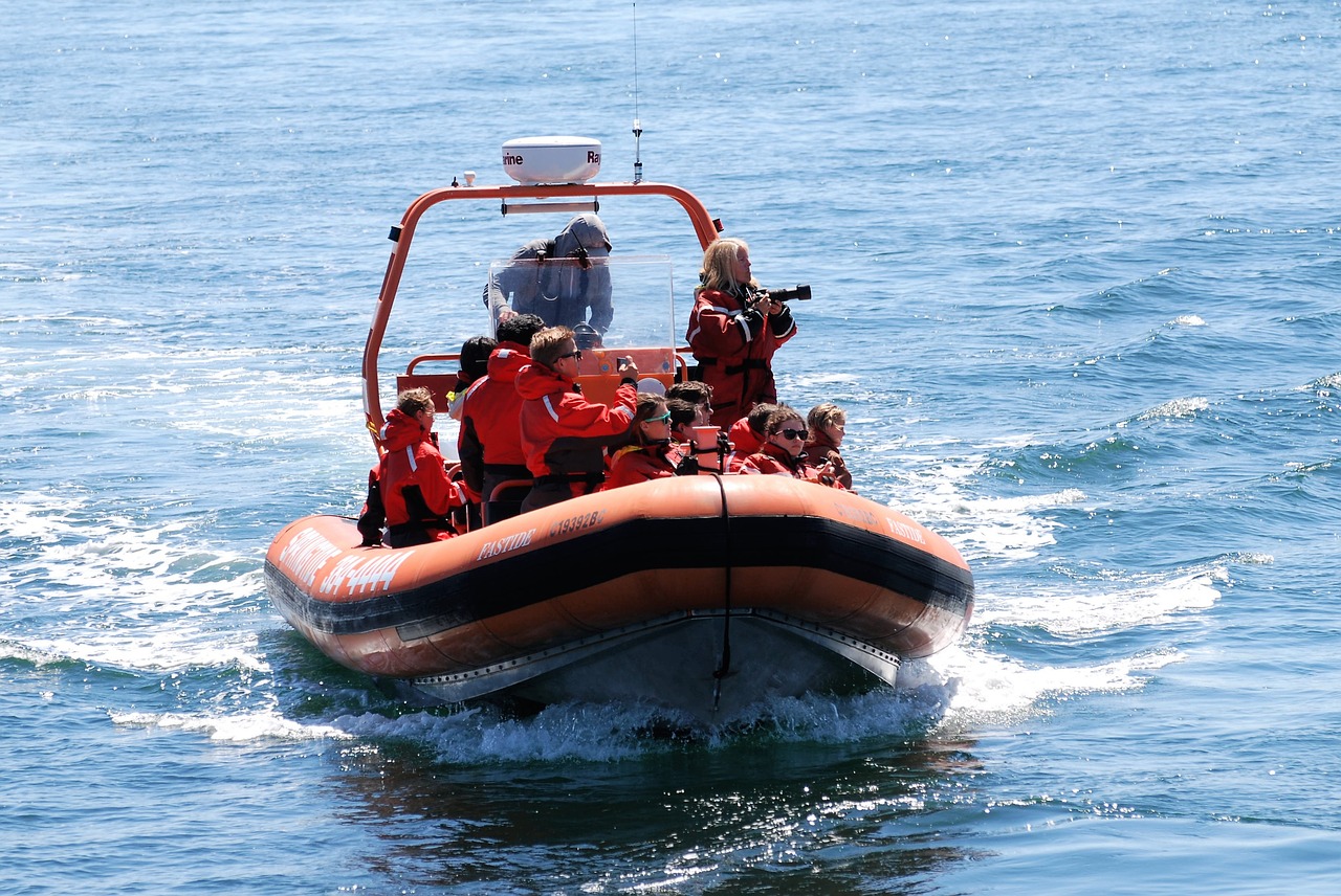 whale watching  zodiac  dinghy free photo