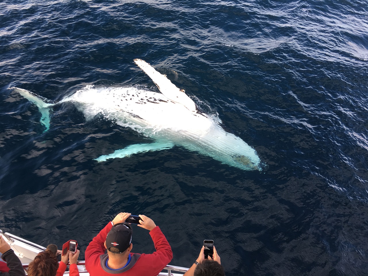 whale watching gold coast sea word humpback free photo