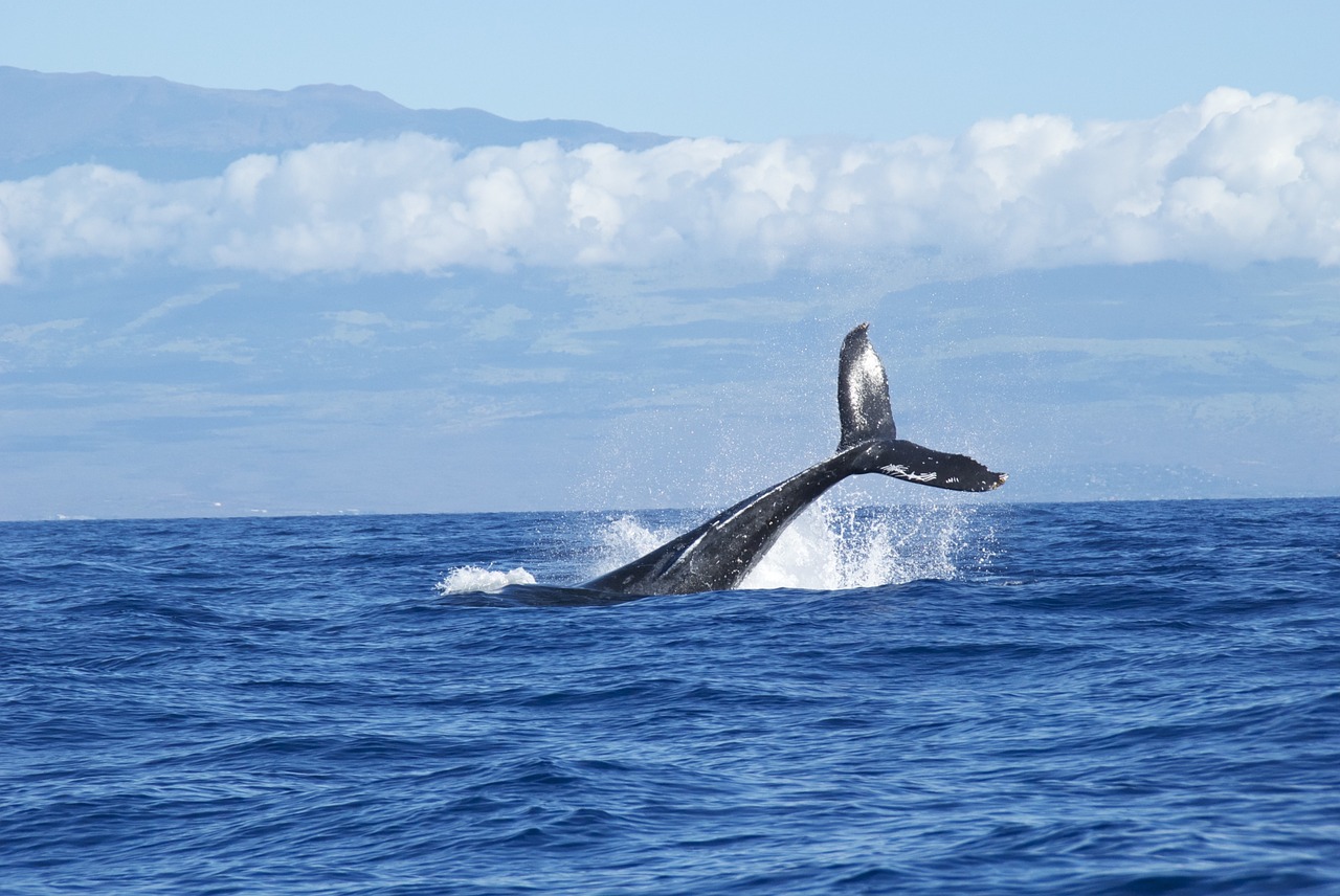 whales ocean diving free photo