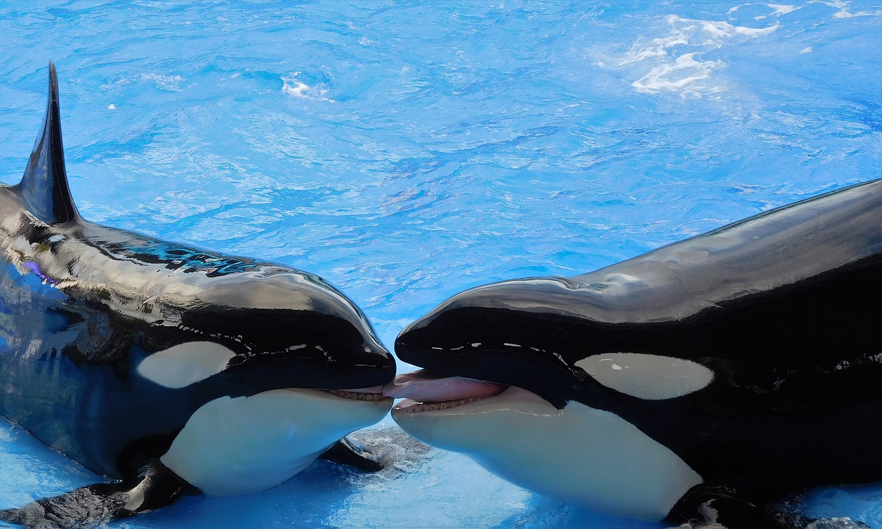 whales killer whales orcas free photo