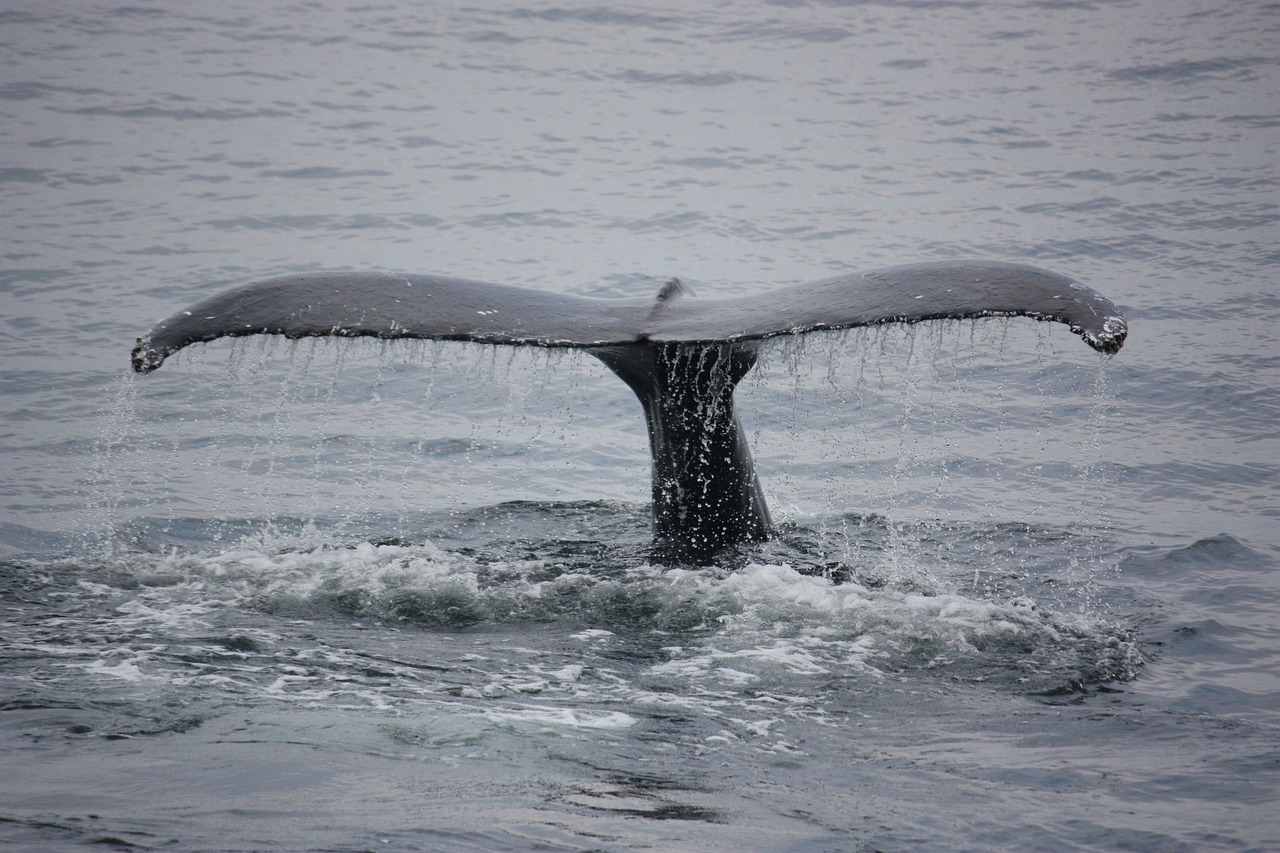 whales animals fin free photo