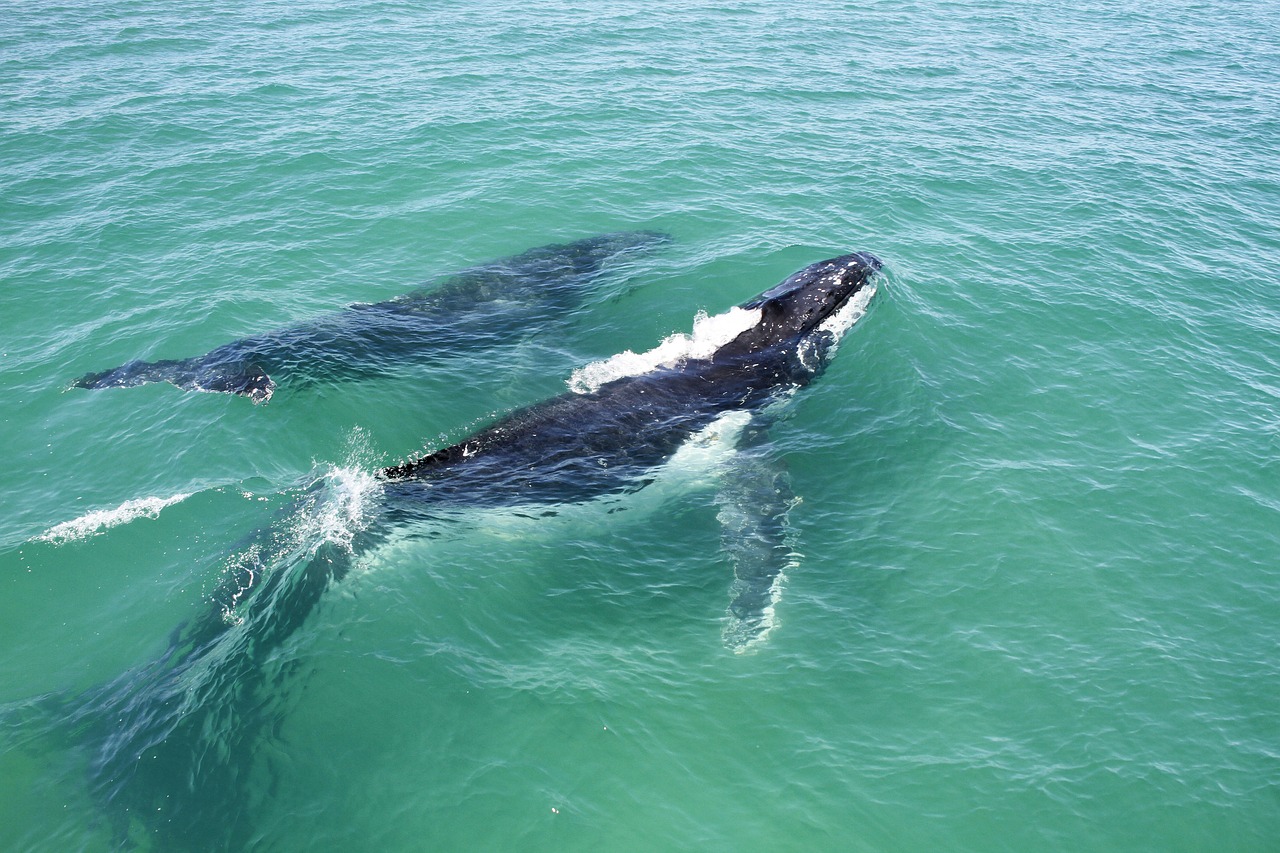 whales nature pod free photo