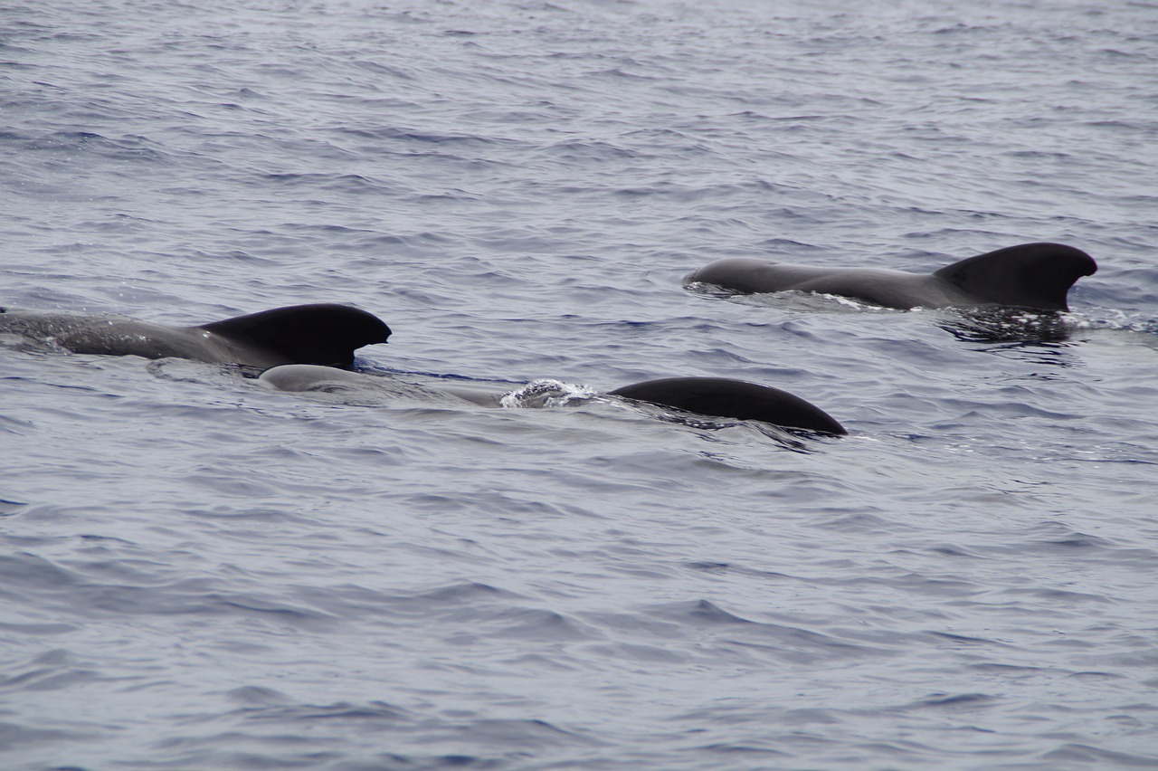 whales pilot whales marine mammals free photo