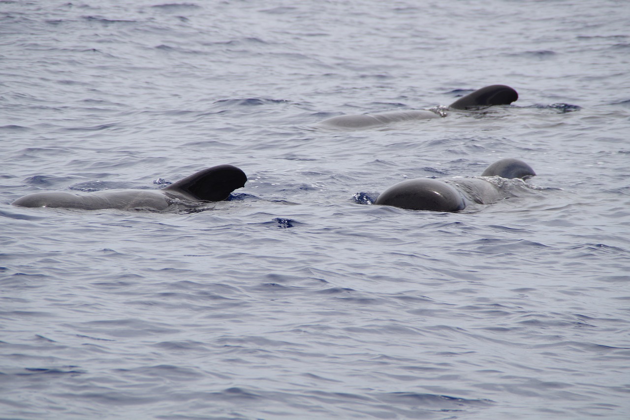 whales pilot whales marine mammals free photo