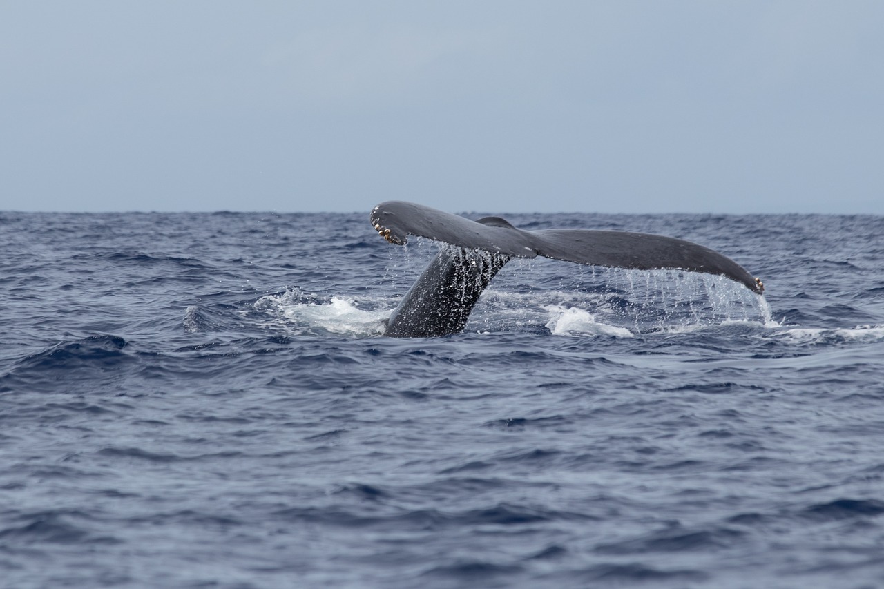 whales  maui  humpback free photo