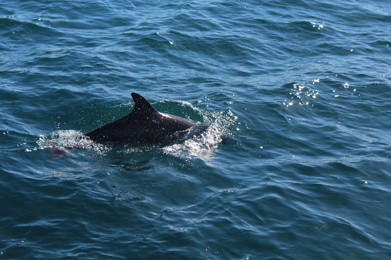 whales  australia  gold coast free photo