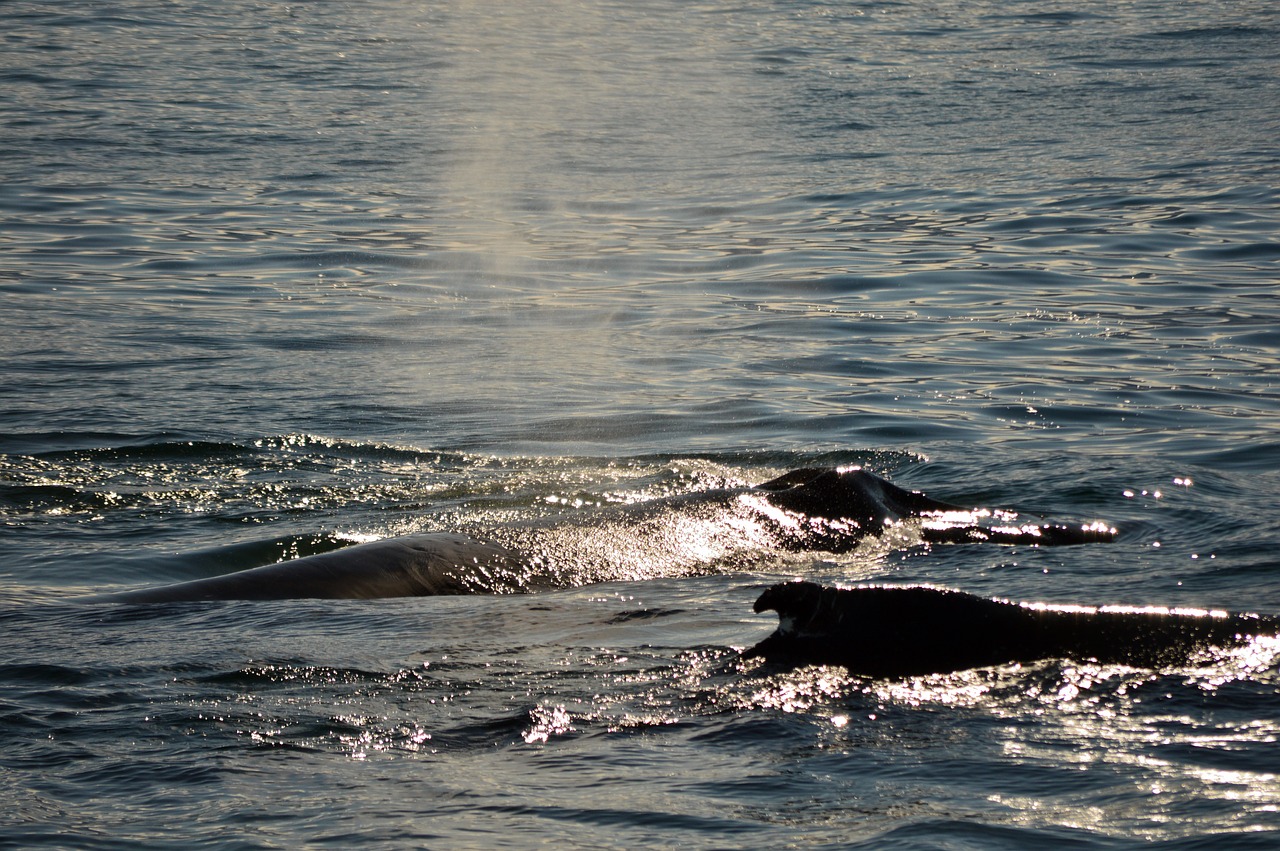 whales  sun  ocean free photo