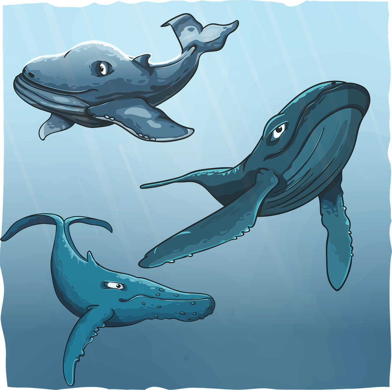 whales  humpback  blue free photo