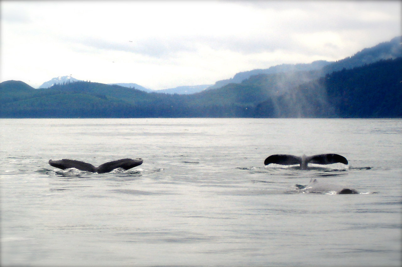 whales marine ocean free photo