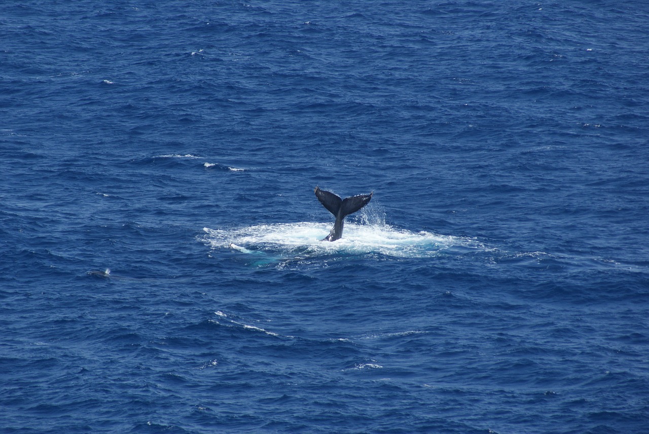 whaletail whale tail free photo