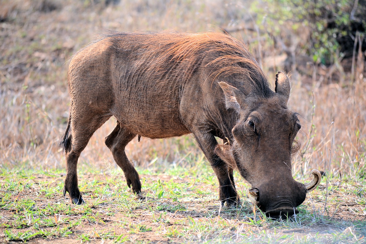 whartog kruger park south africa wildlife free photo