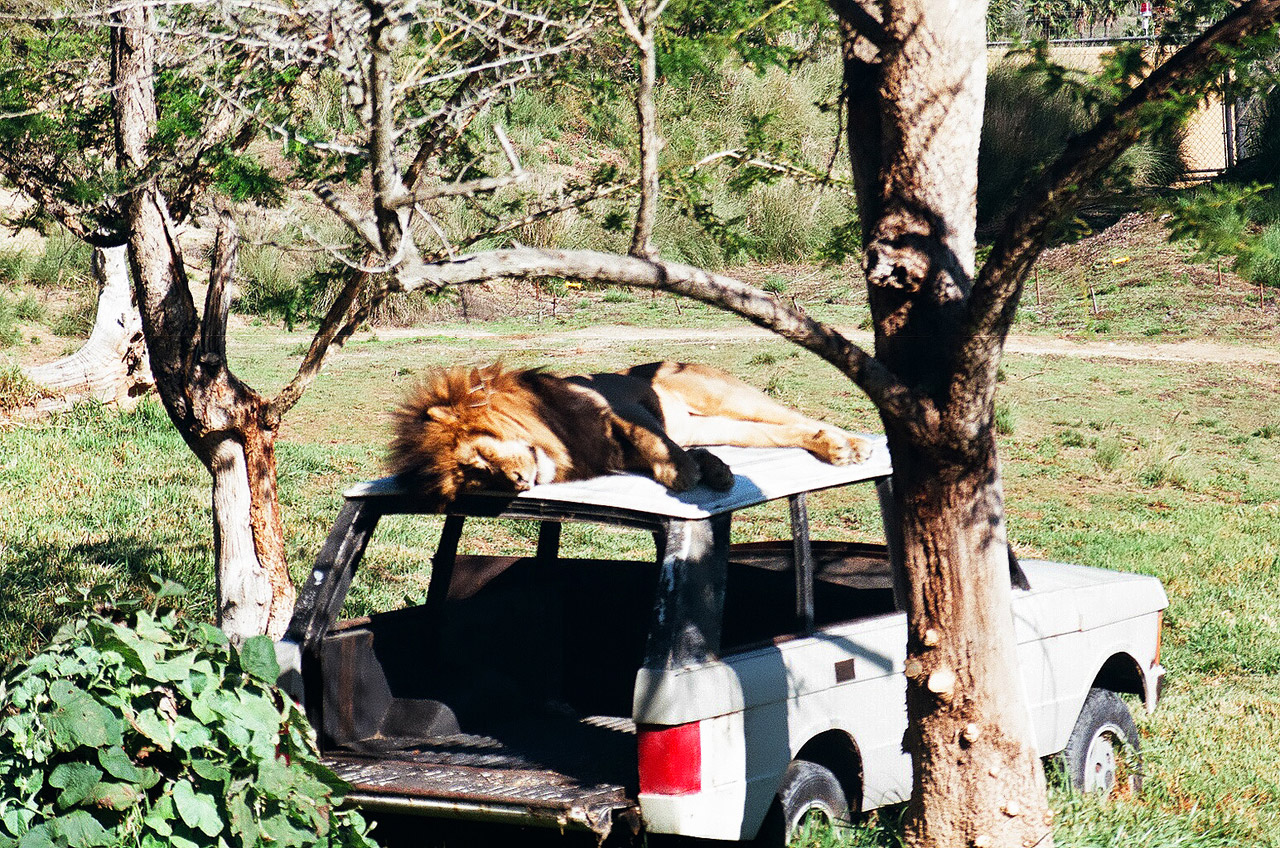 lion sunbather zoo free photo
