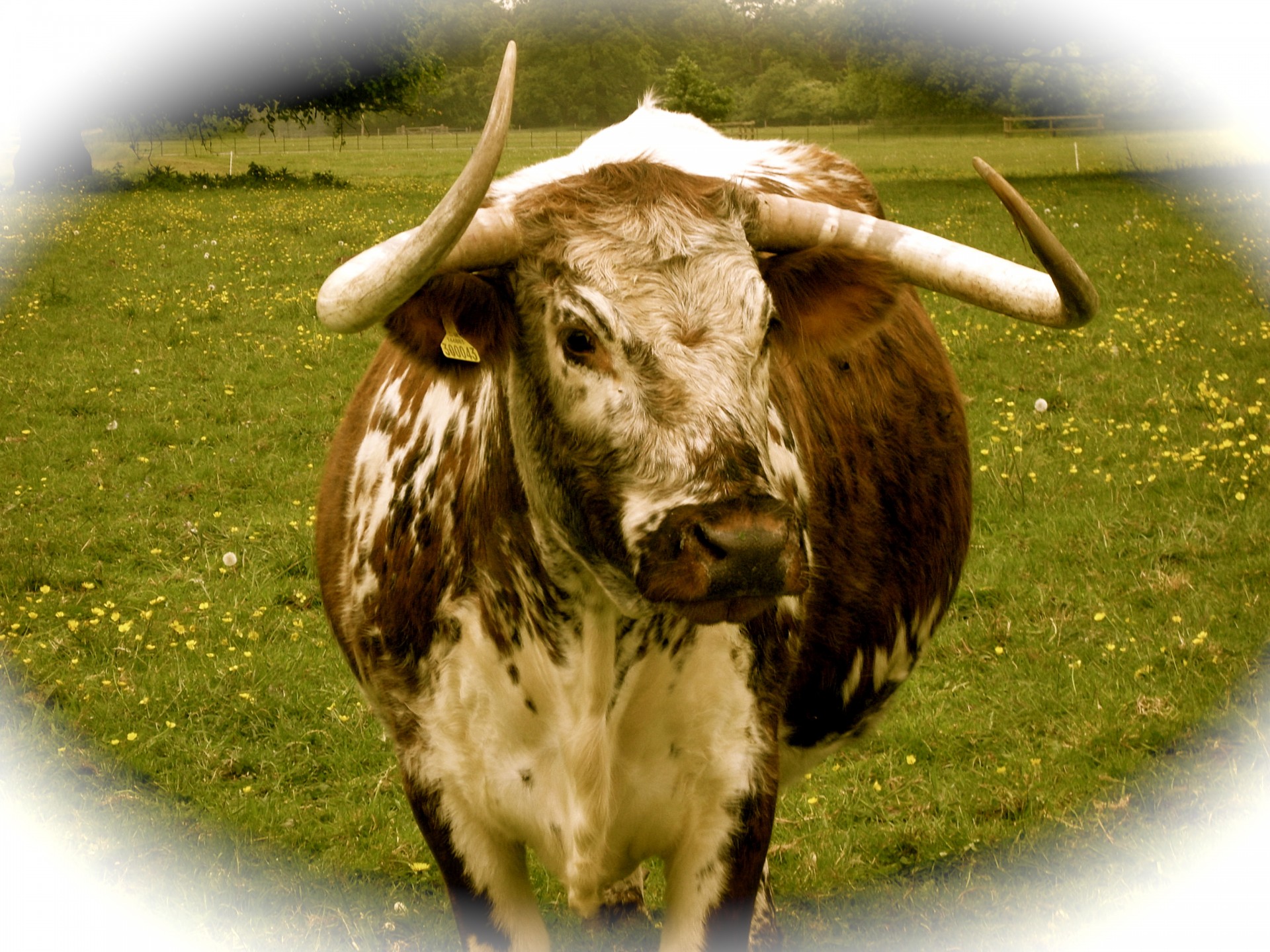 long horn bull cow cow meadow free photo