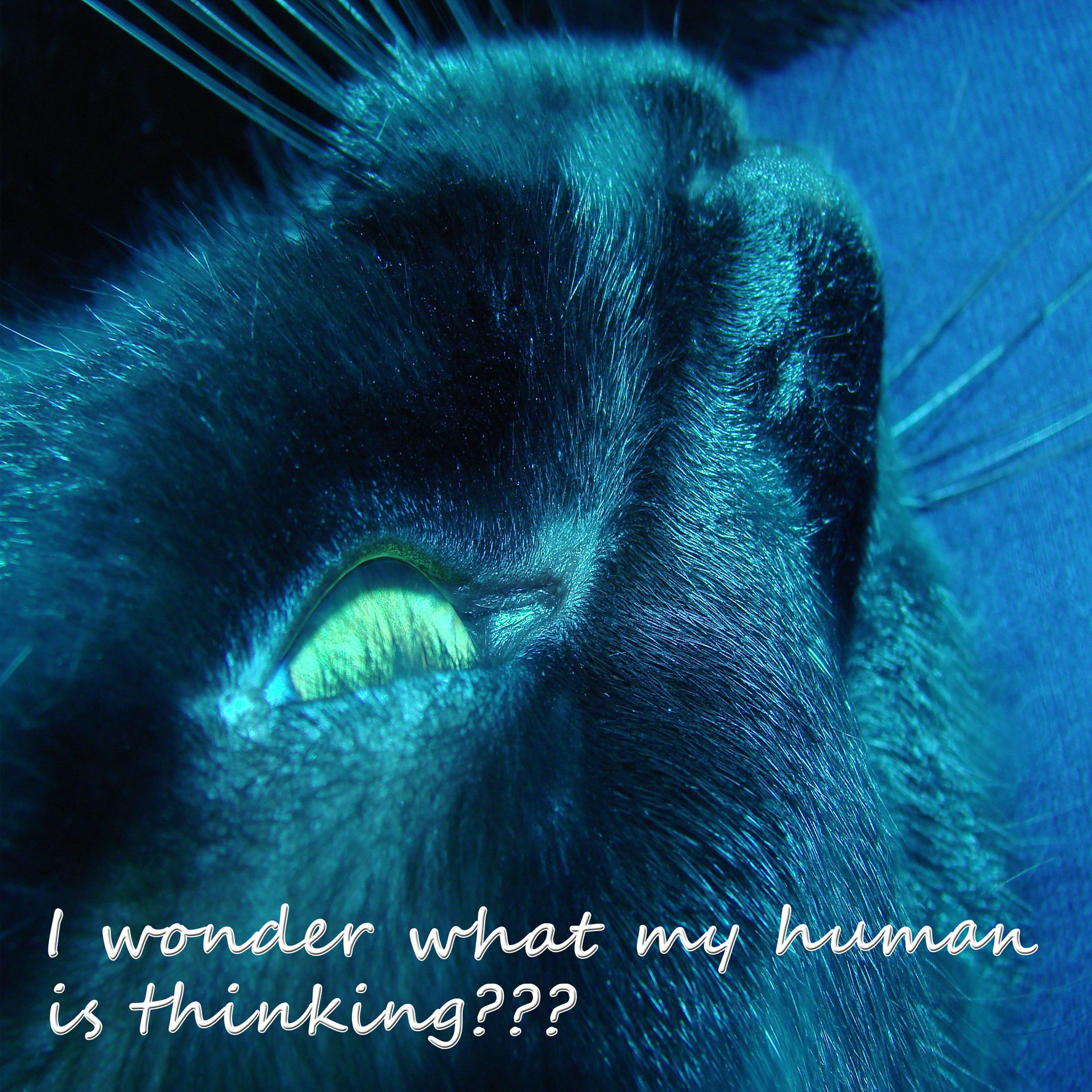 cat black question free photo