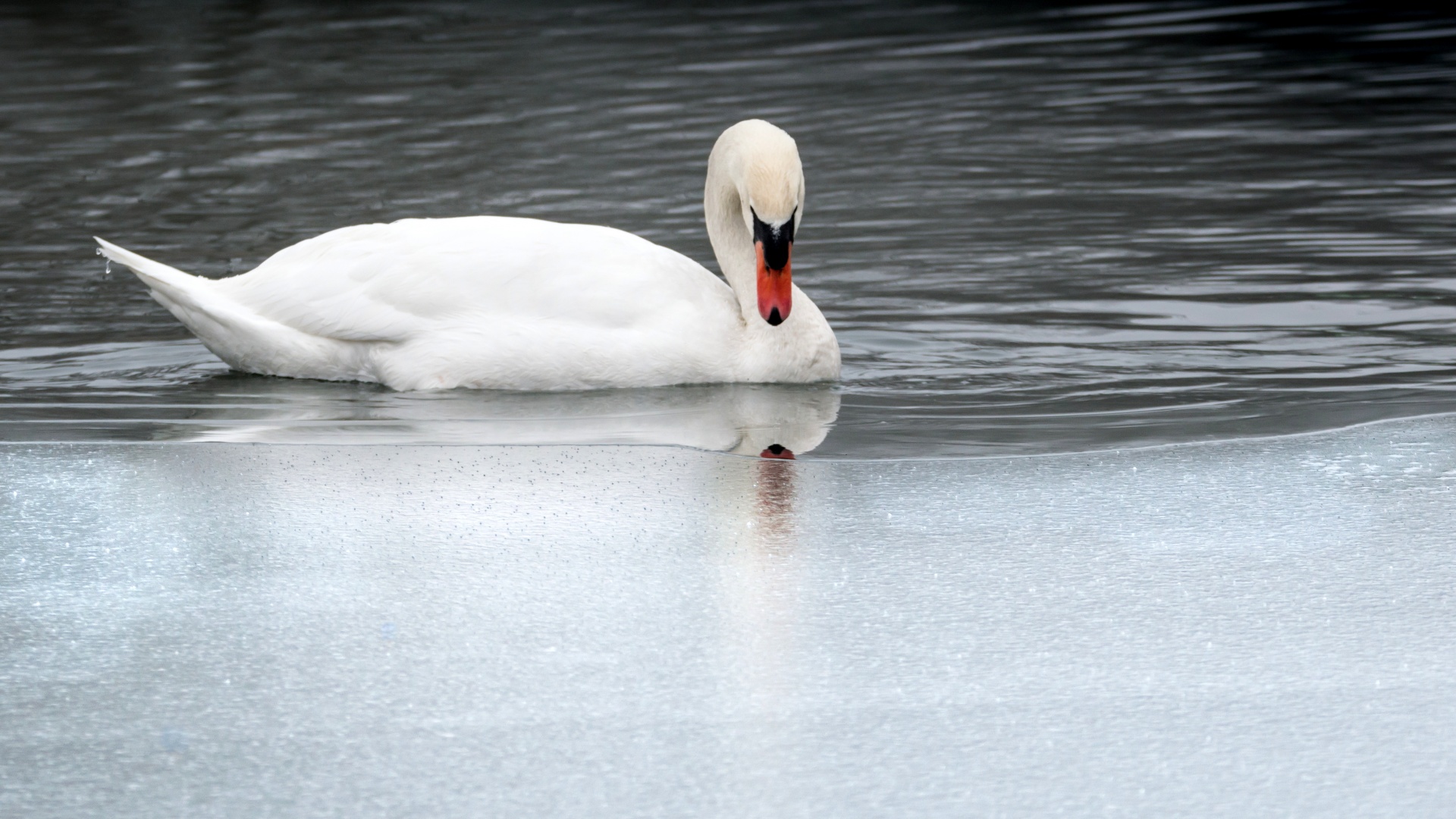 swan bird vela free photo