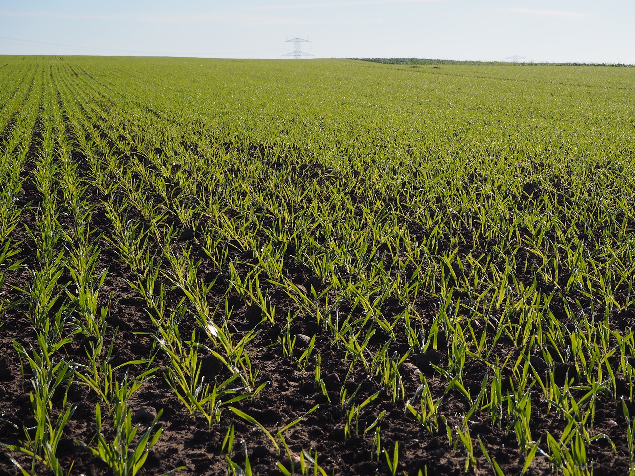 wheat mark horizon free photo