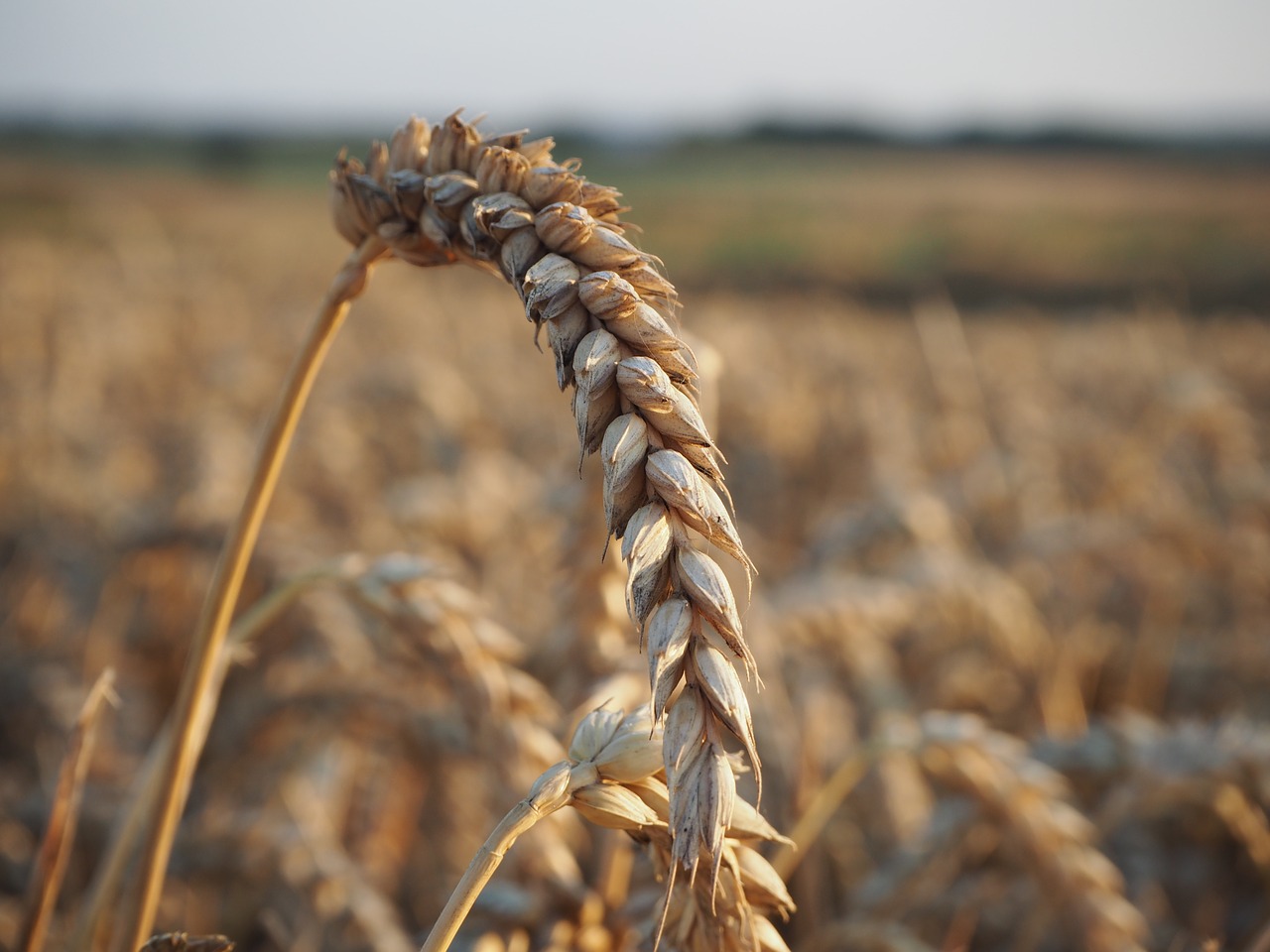 wheat axes mark free photo