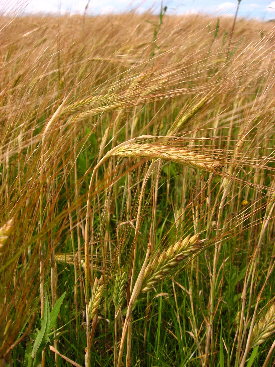 wheat farm wheat field free photo