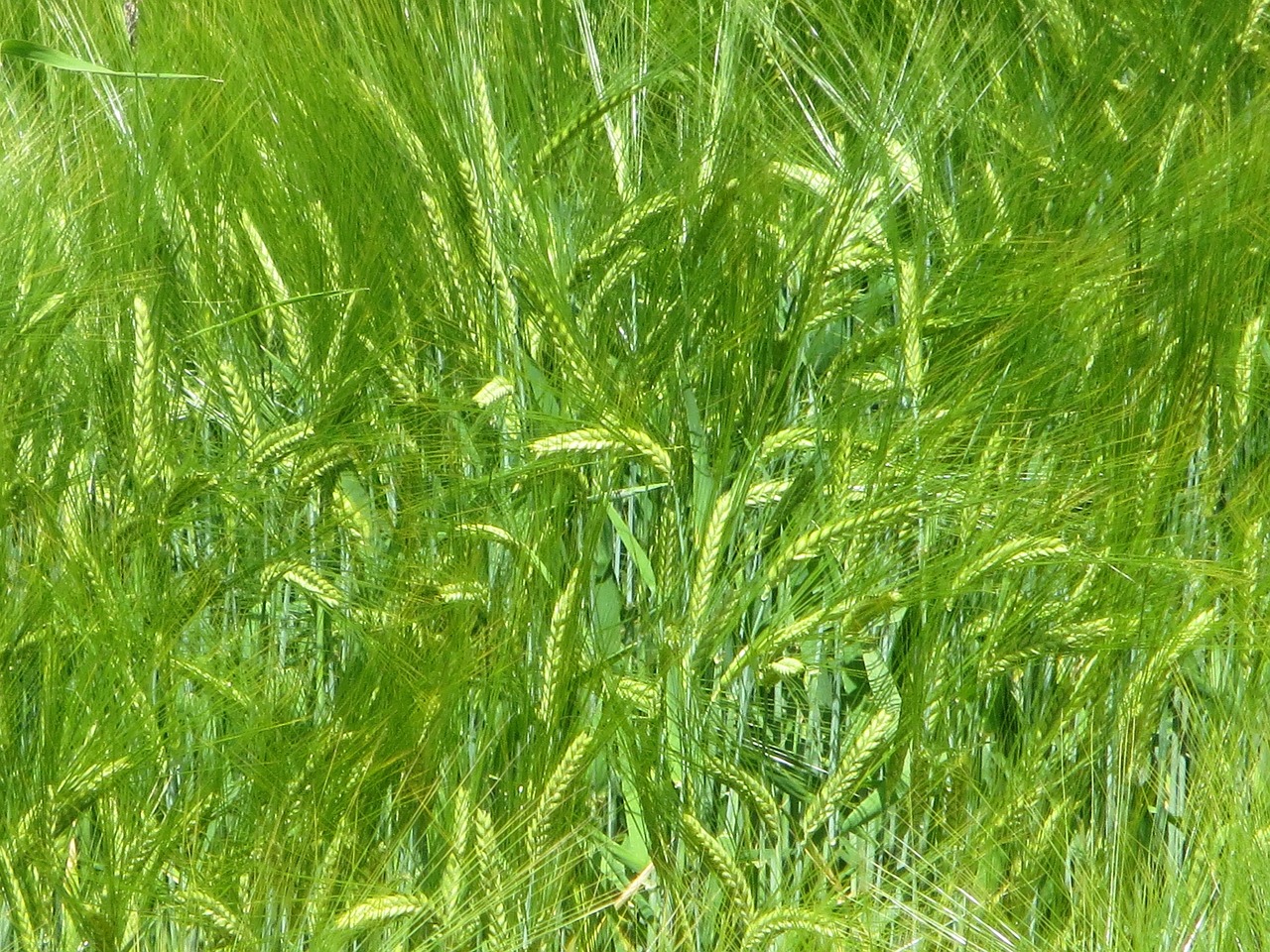wheat cereals spike free photo