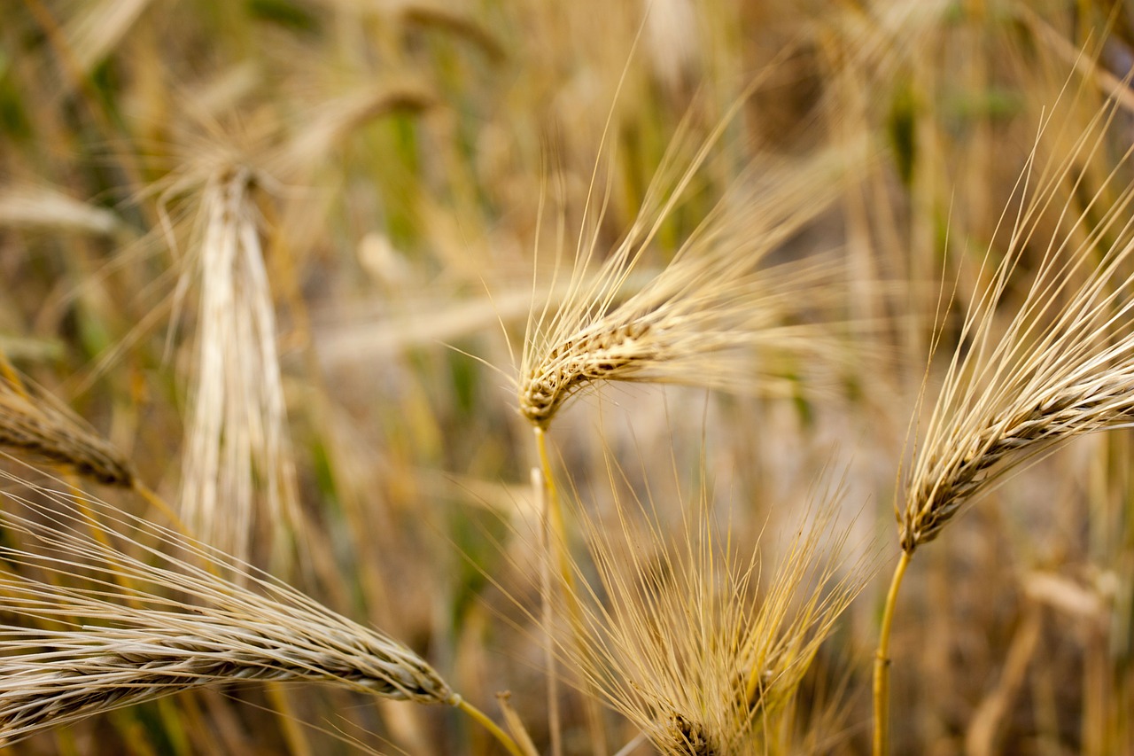 wheat field wheat field free photo