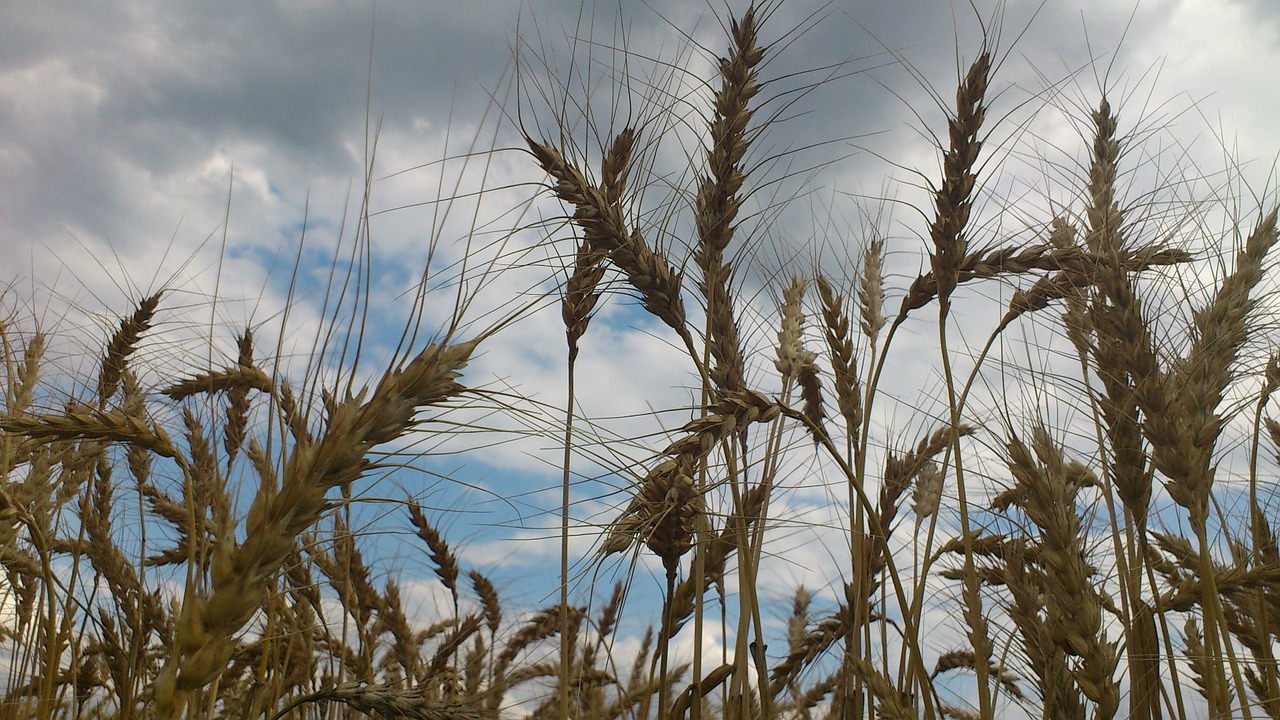 wheat meadow cloud free photo