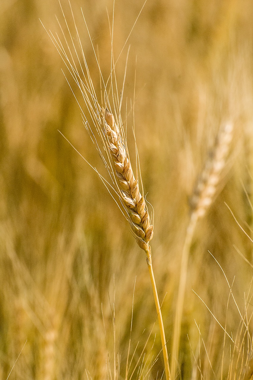 wheat field harvest free photo