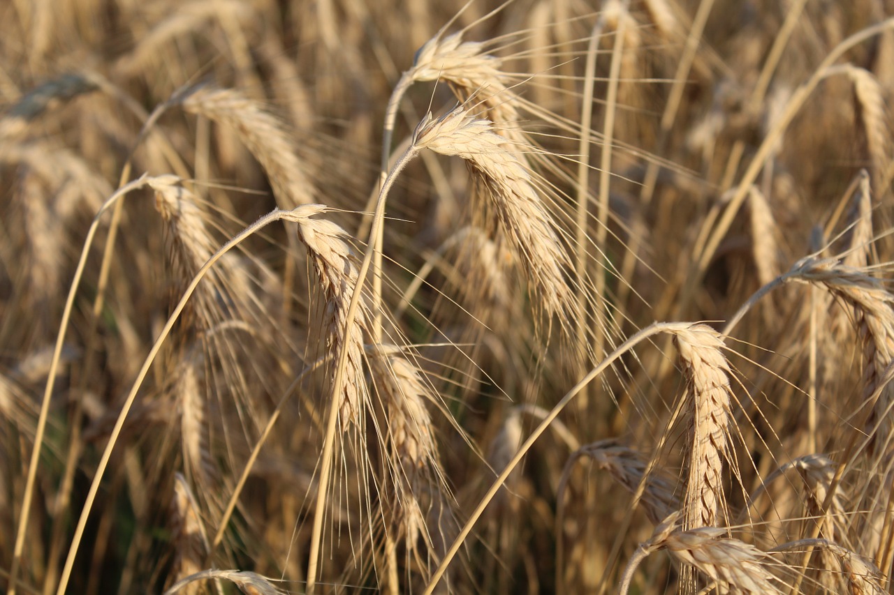 wheat ears agriculture free photo