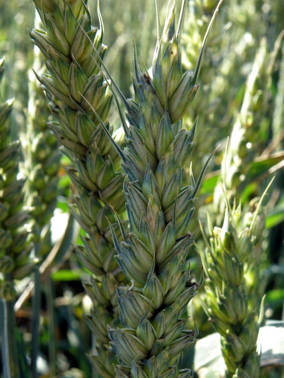 wheat field agriculture free photo