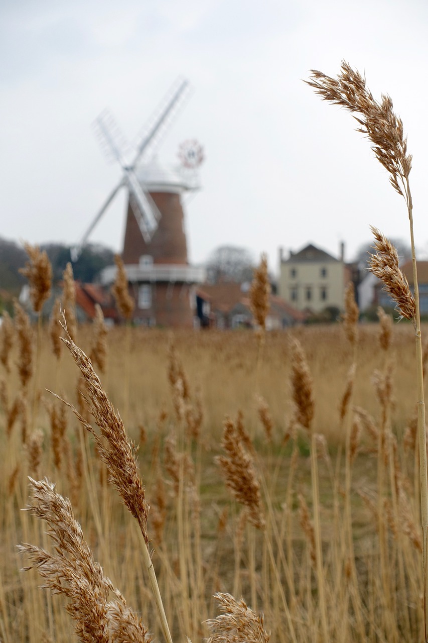 wheat stalks windmill free photo