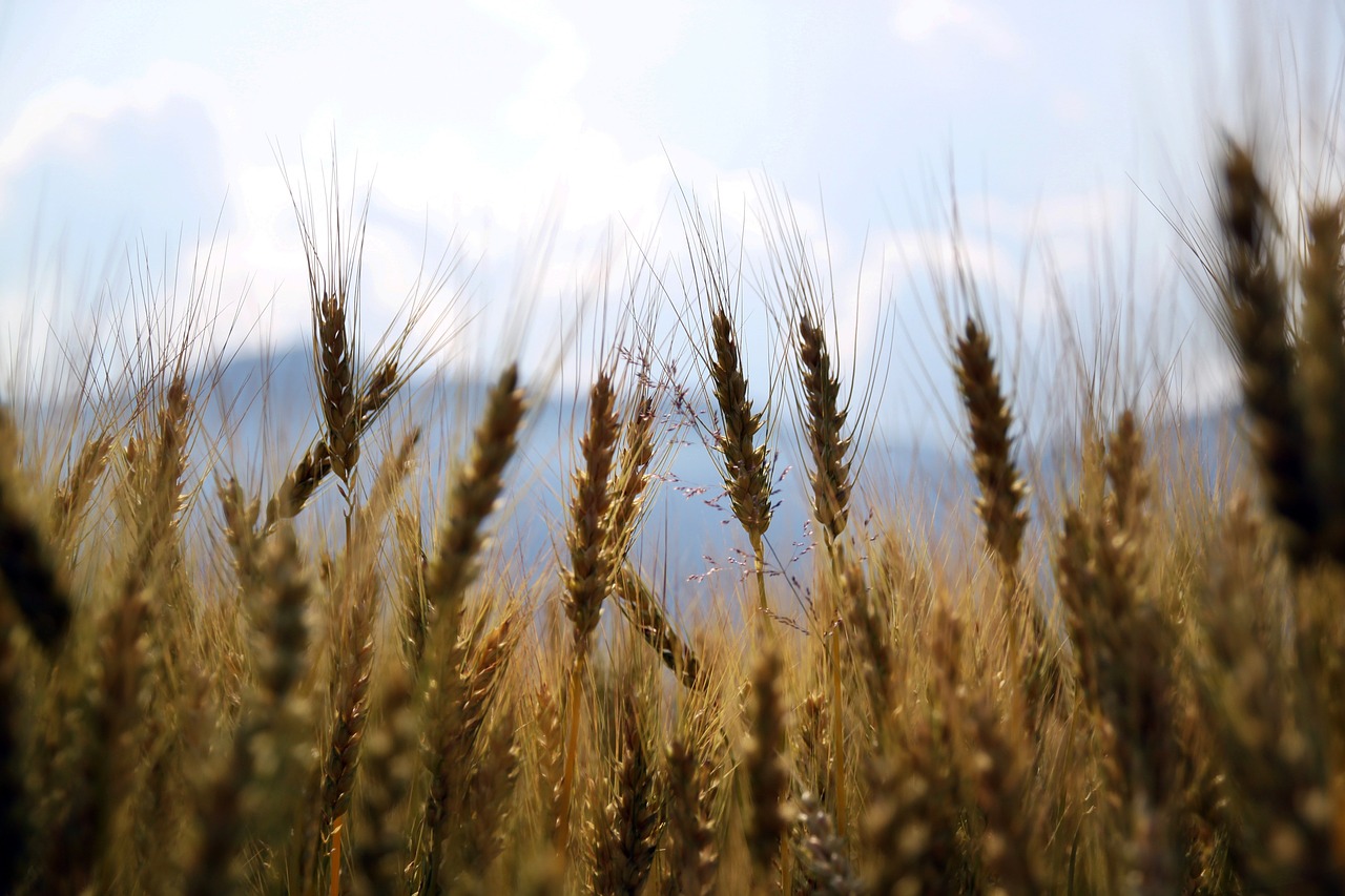 wheat fields crops free photo