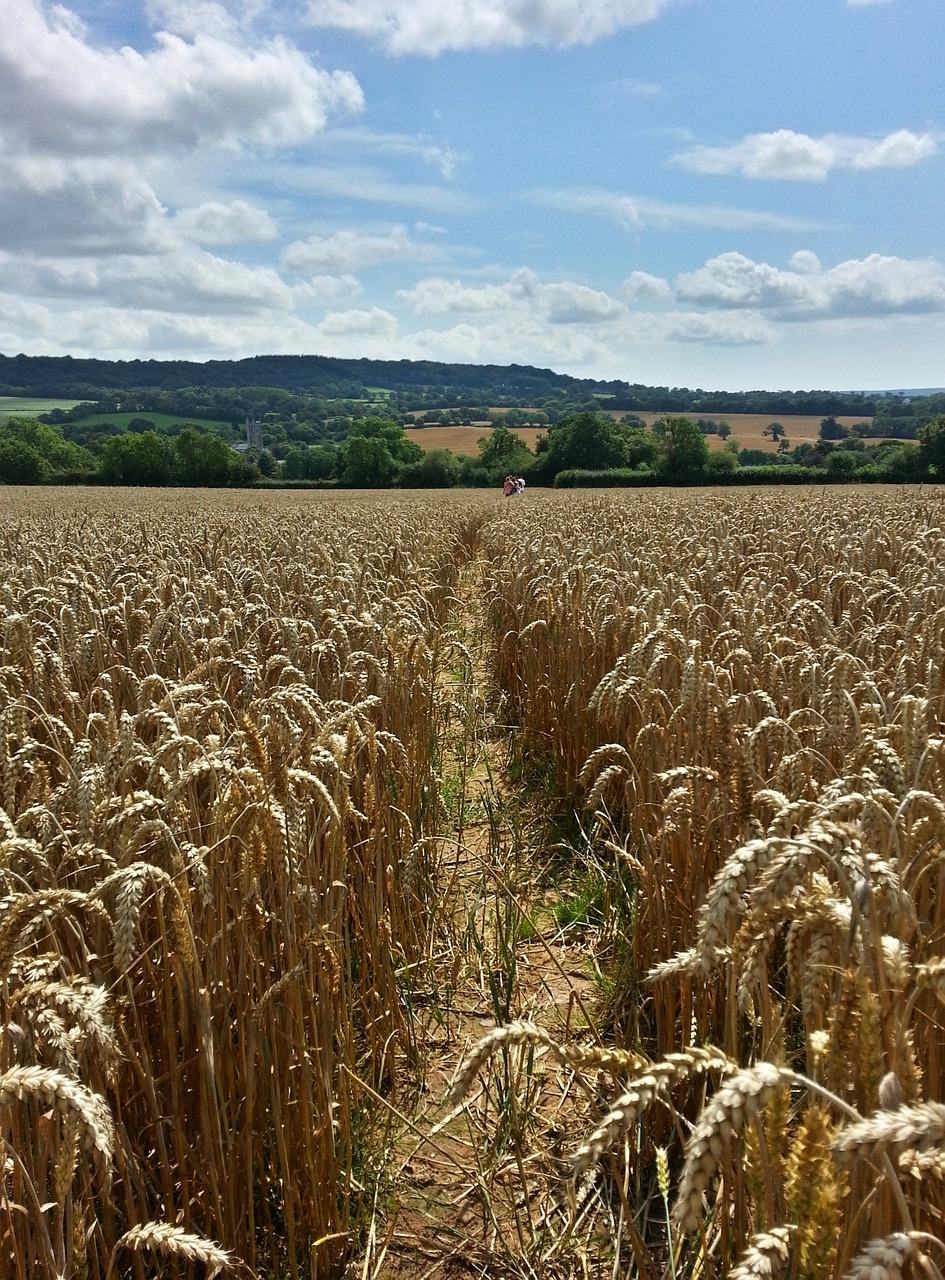 wheat field harvest free photo