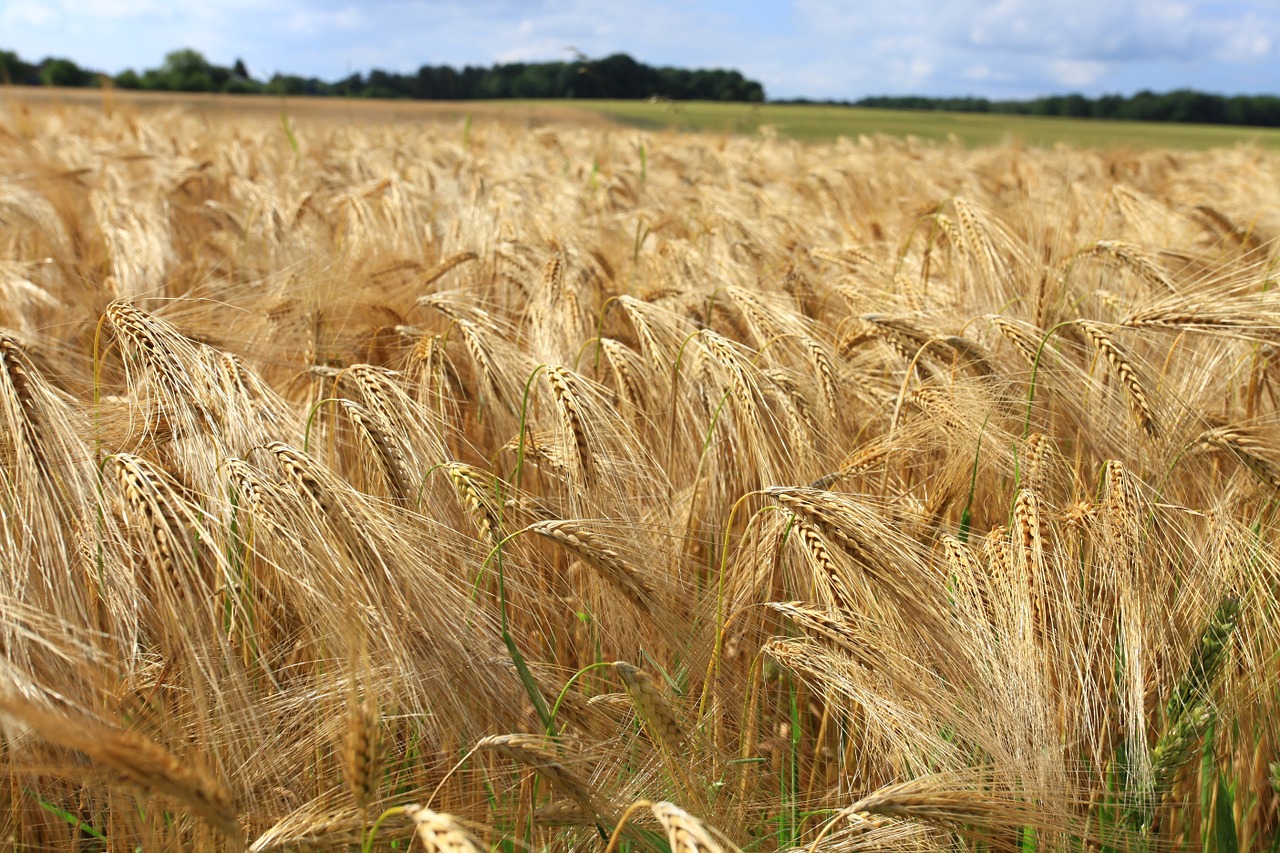 wheat fields cornfield free photo