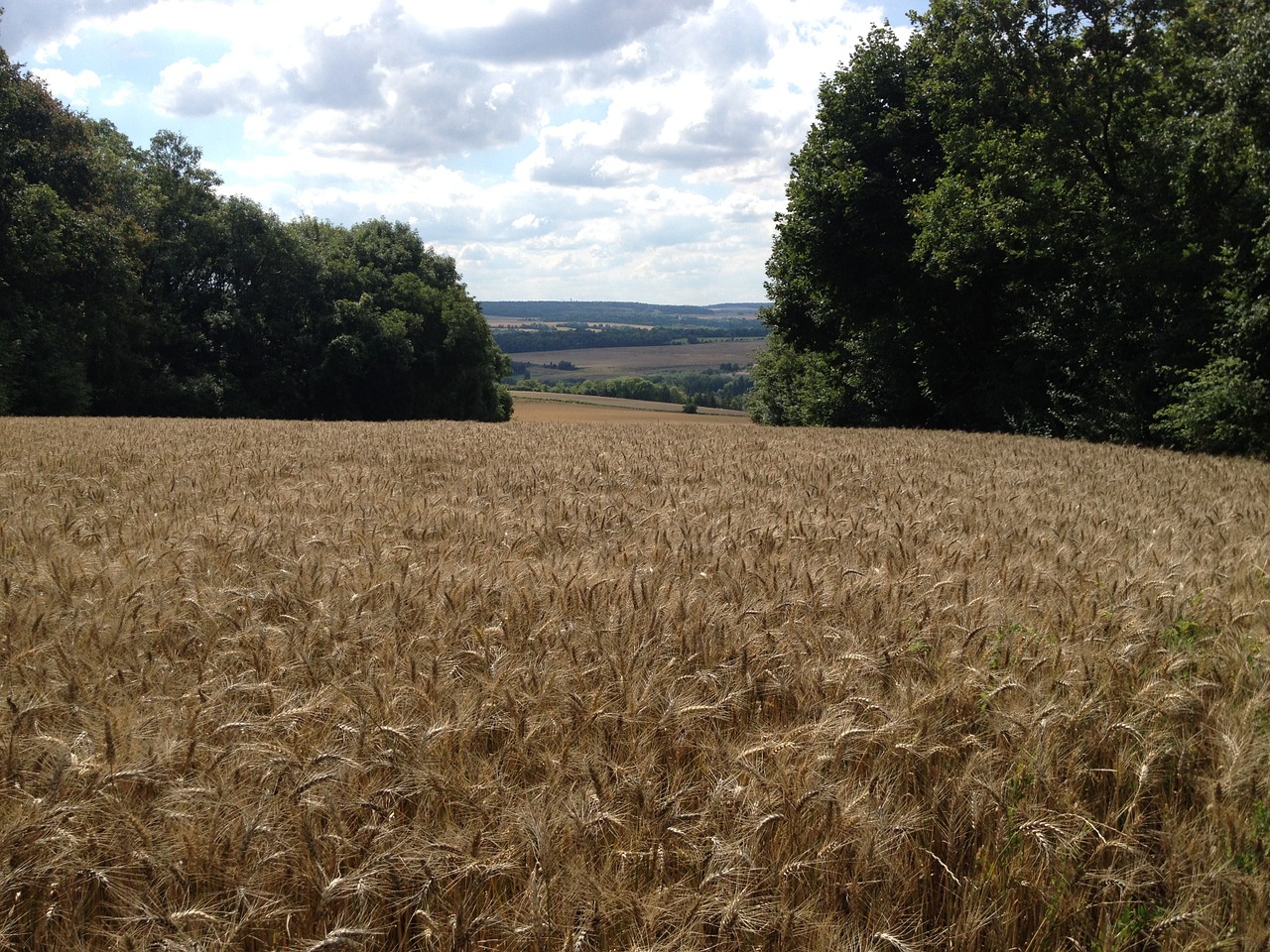 wheat fields cornfield free photo