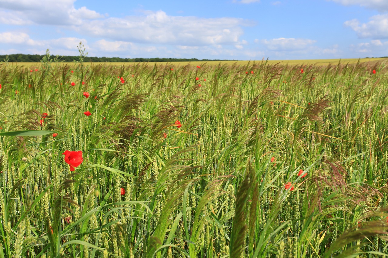 wheat fields poppy free photo