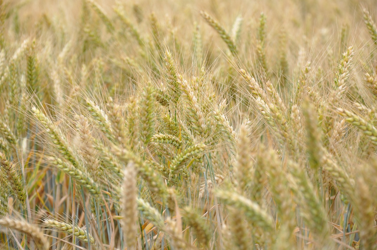 wheat cereals wheat fields free photo