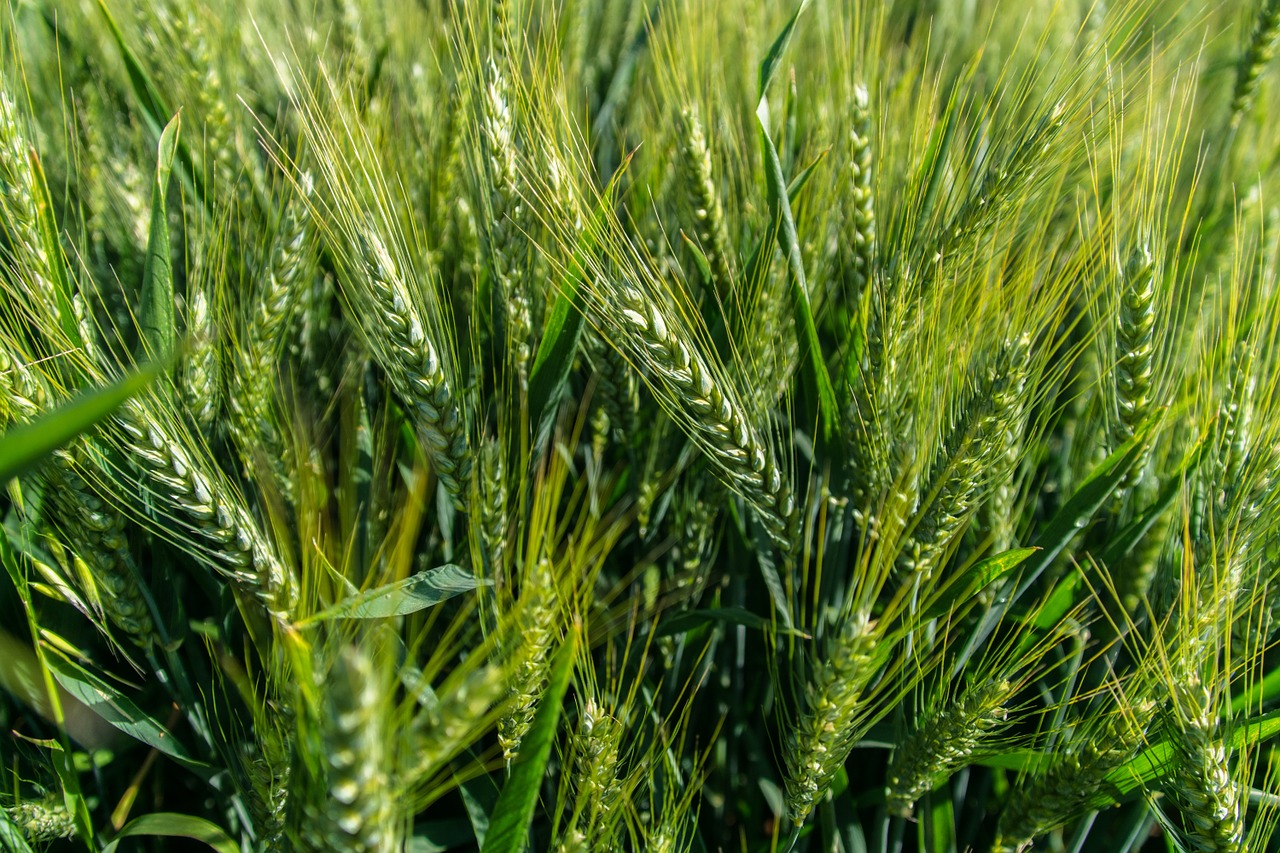 wheat field cereals free photo