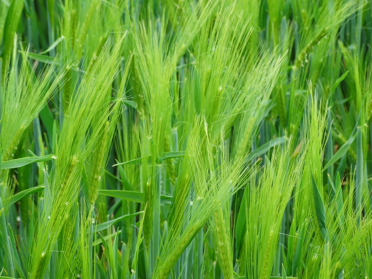 wheat epi cereals free photo