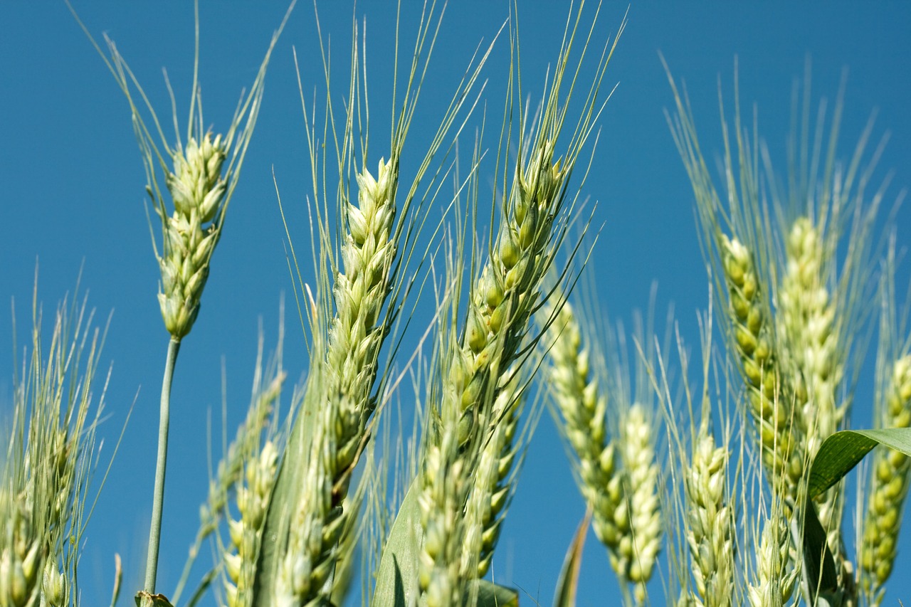 wheat crops agriculture free photo