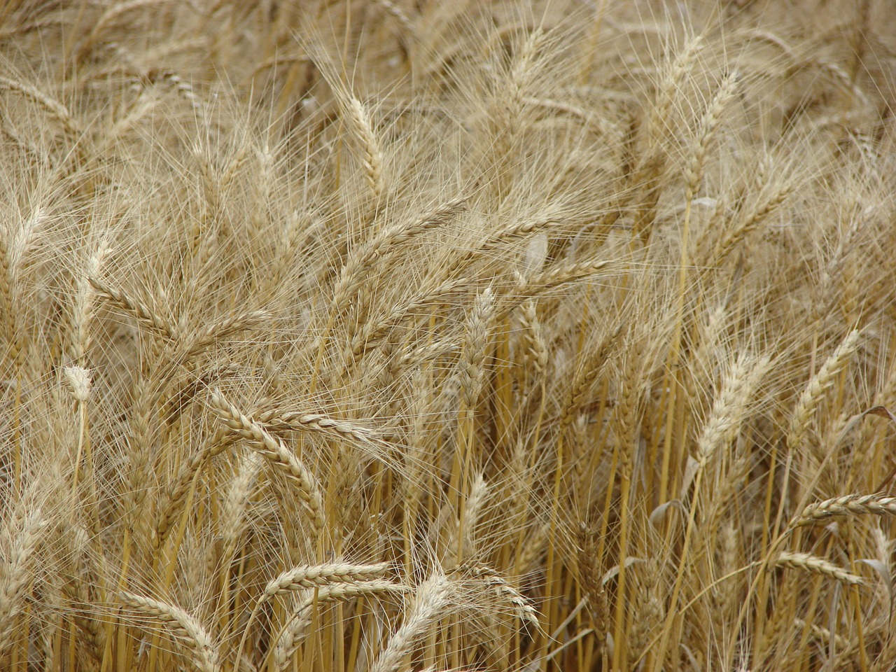 wheat wheat spike wheat field free photo