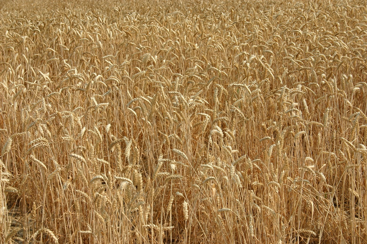 wheat ears field free photo