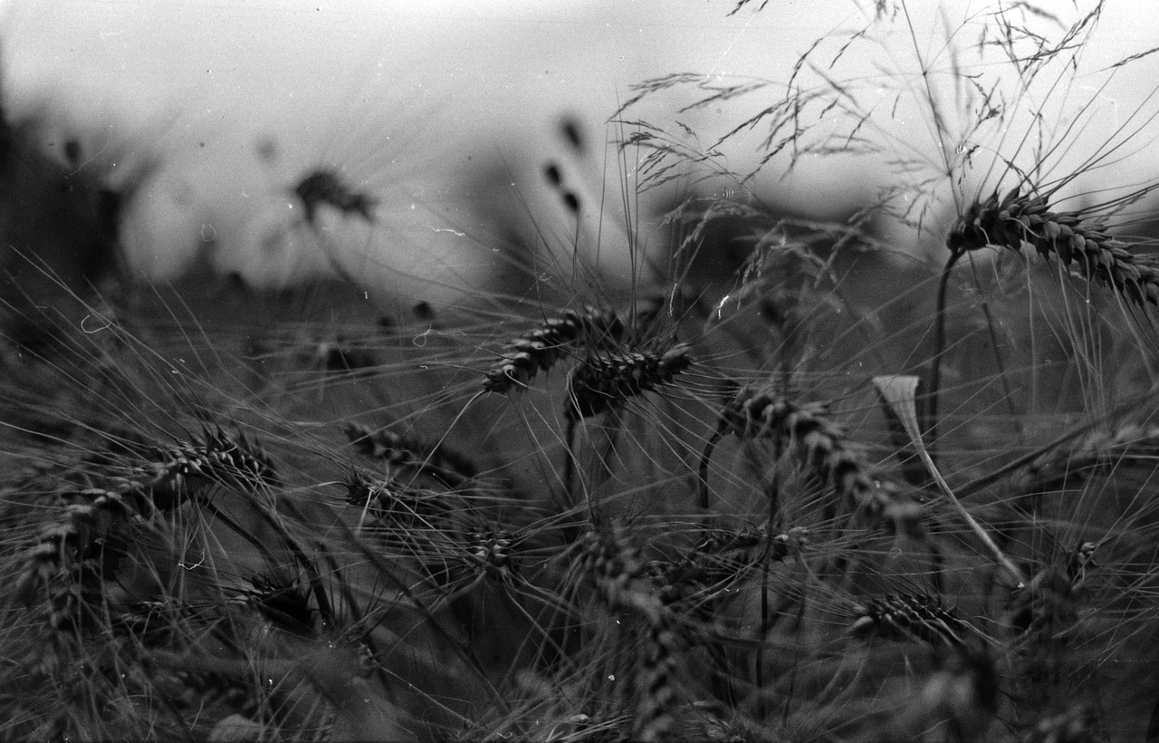 wheat black and white cereal plant free photo