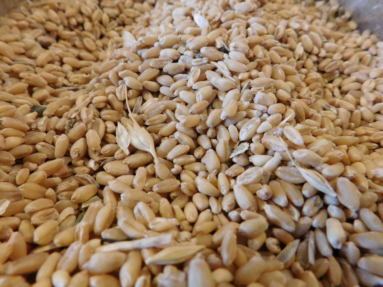 wheat grain integral free photo
