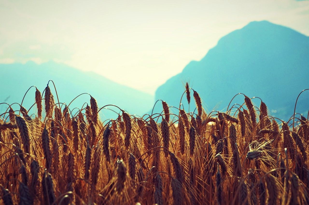 wheat field mountains free photo