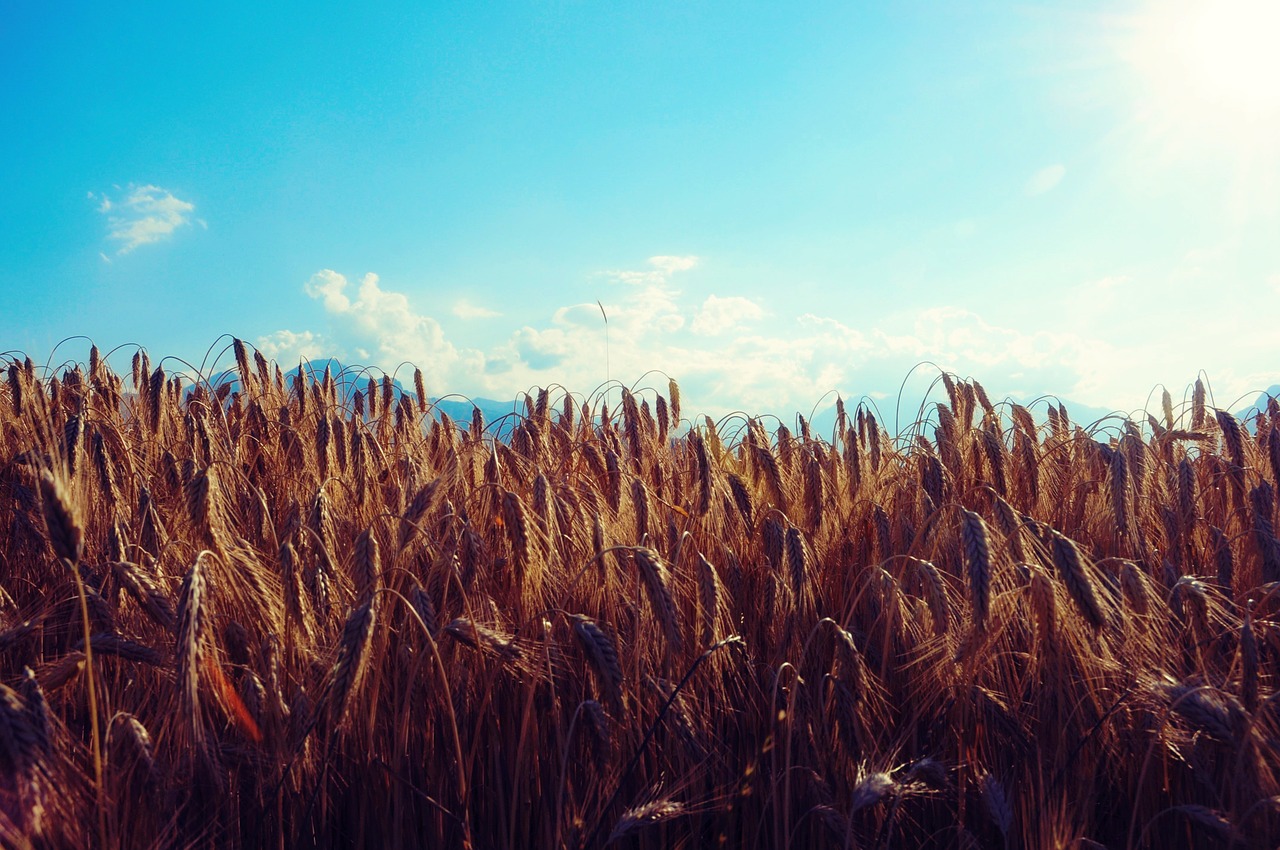 wheat field cereals free photo