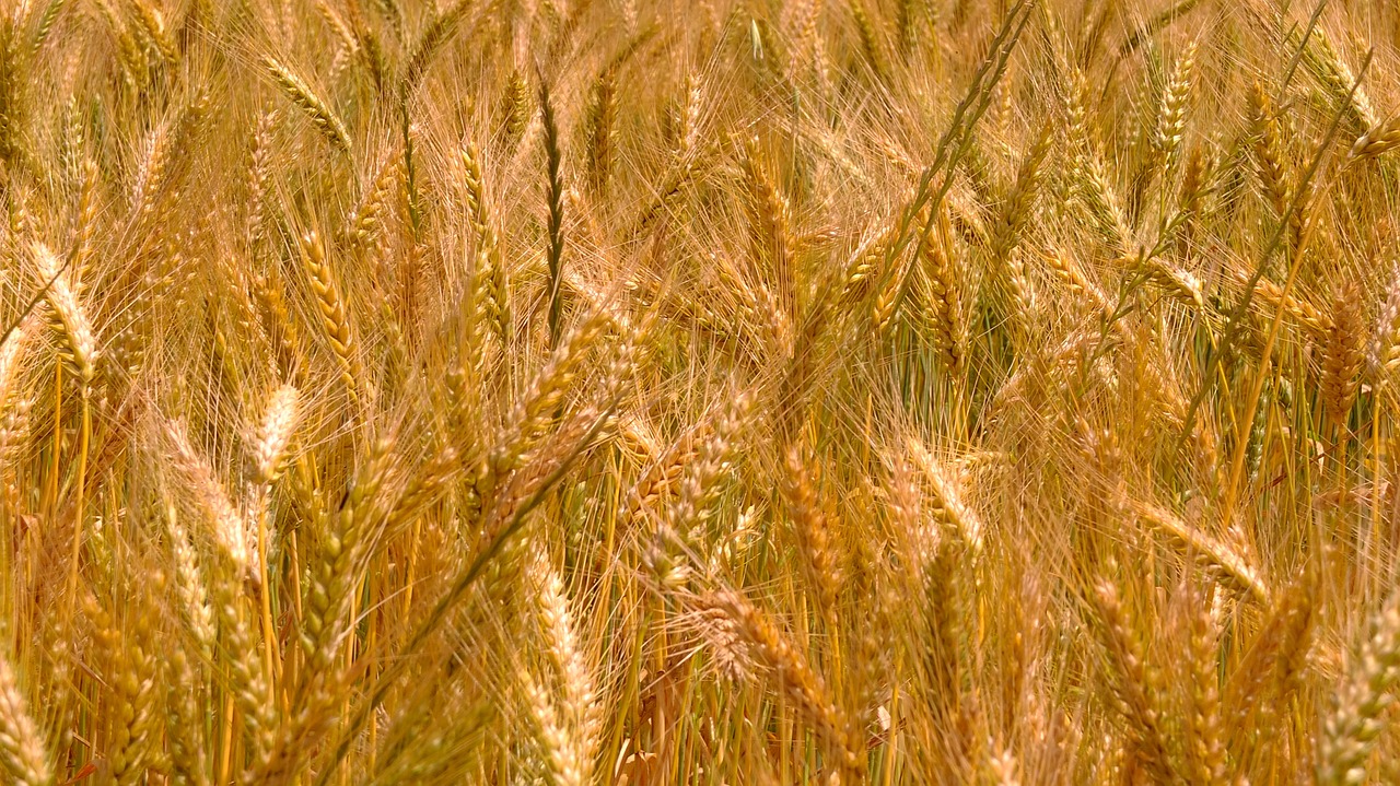 wheat harvest morocco free photo