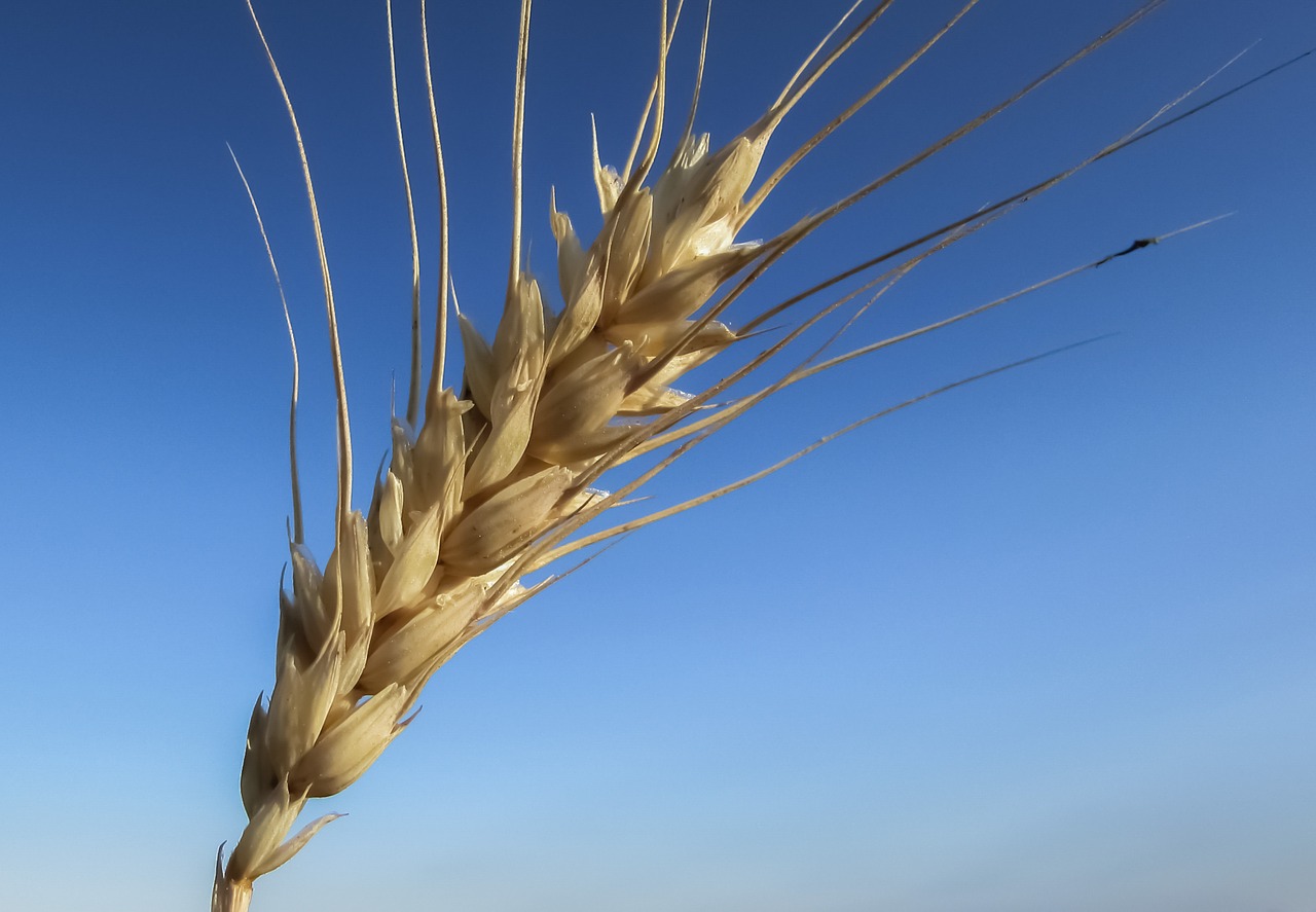 wheat ear golden free photo