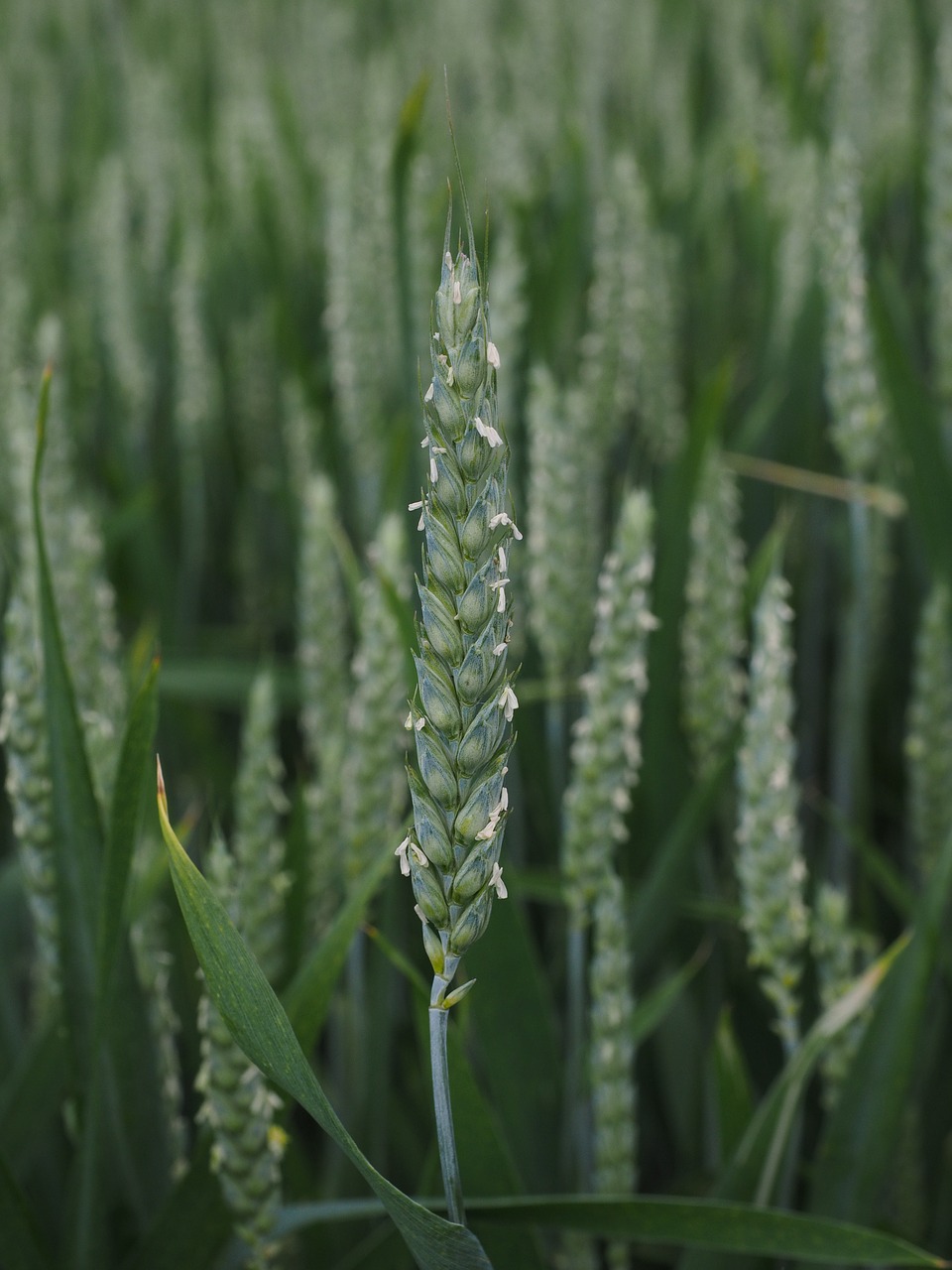 wheat wheat spike wheat field free photo