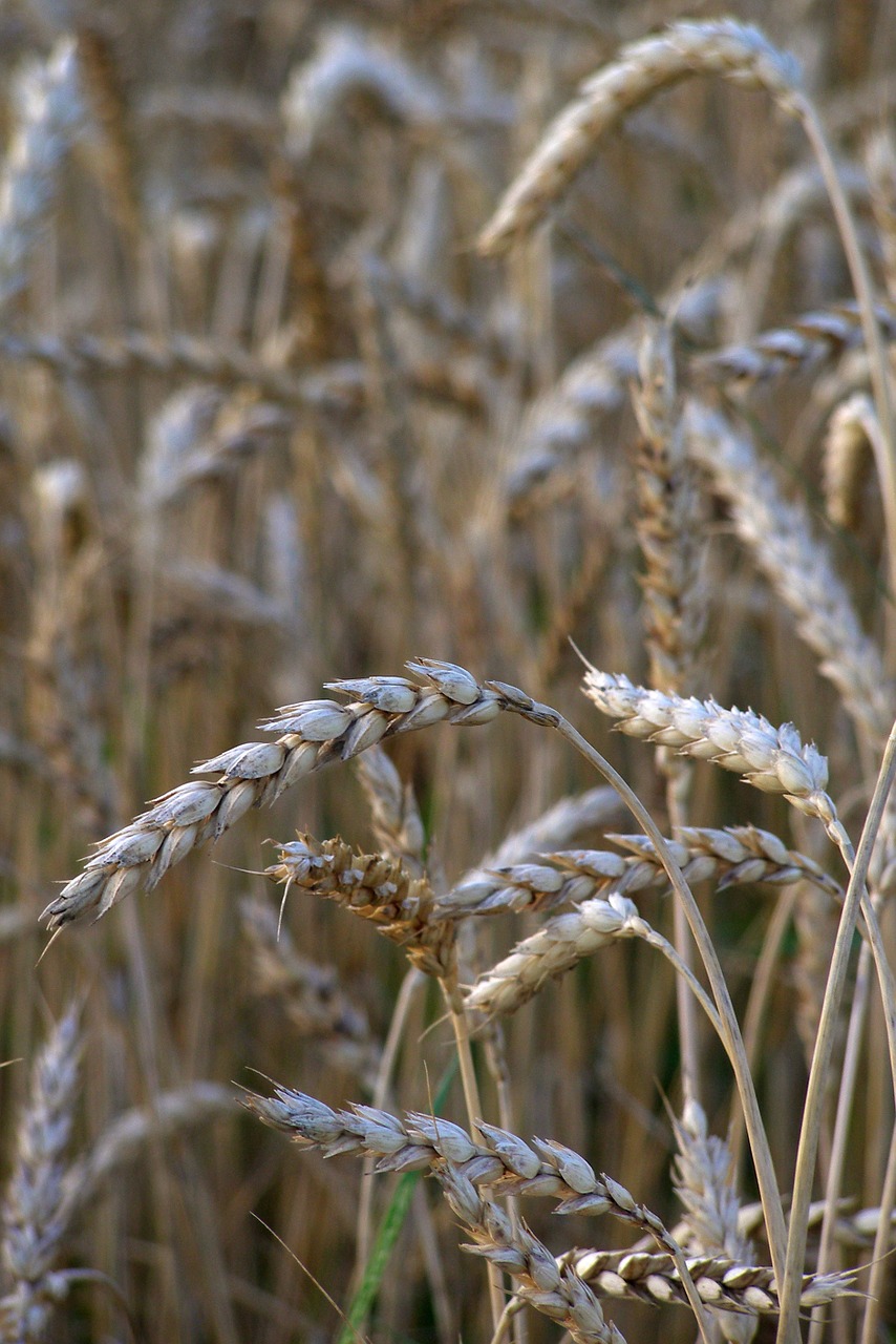wheat corn ears free photo