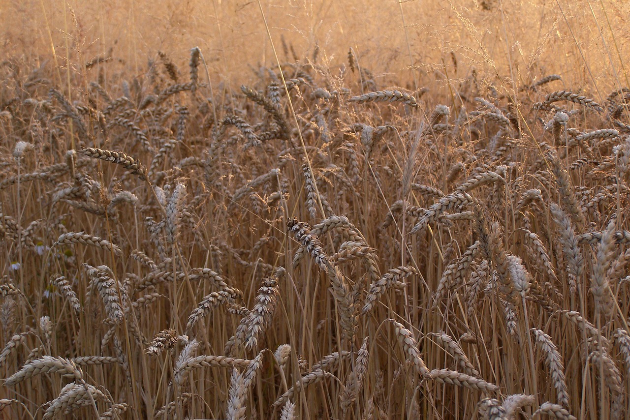 wheat corn ears free photo